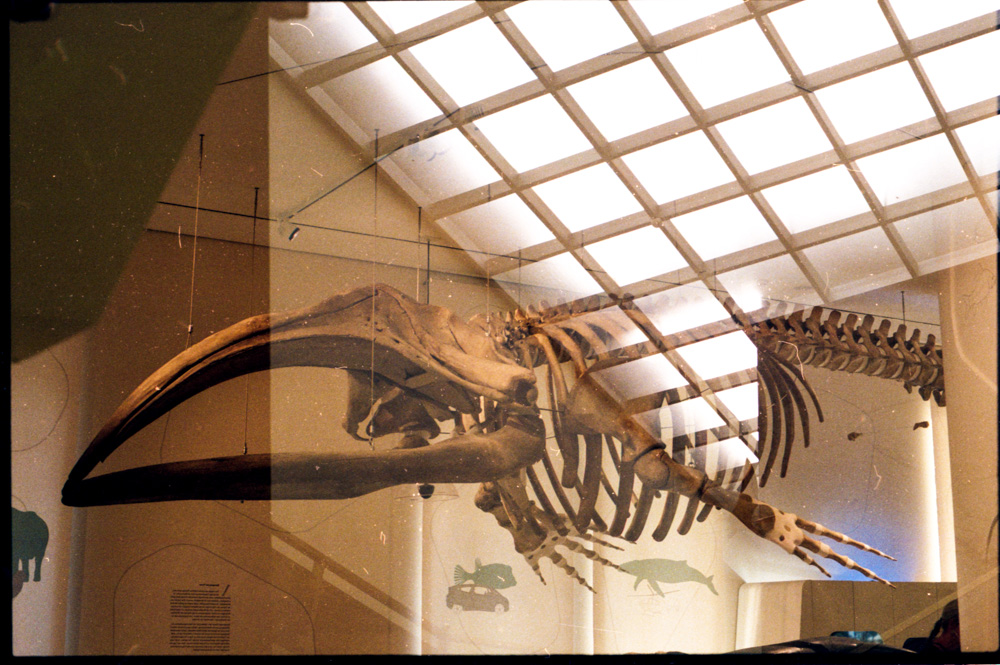 Olympus OM1 kodak gold Double632